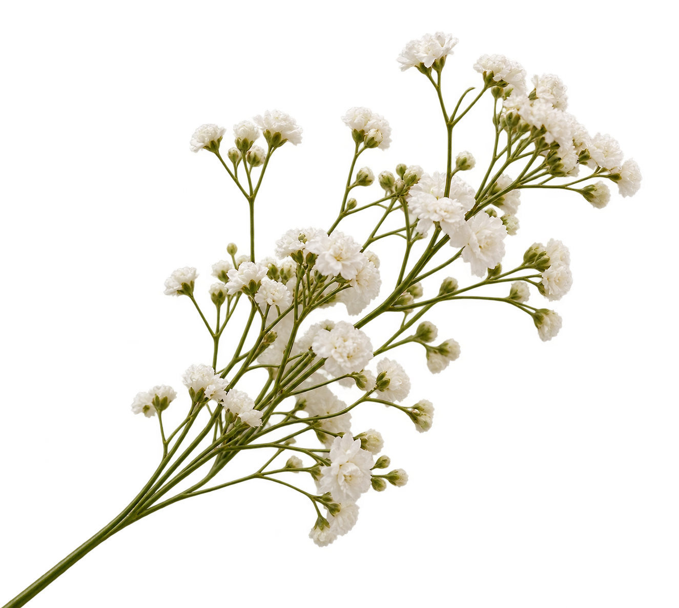 Floral Botanical Accent